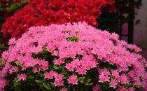 杜鵑花的介紹-杜鵑花如何養(yǎng)護？