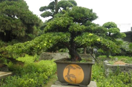 羅漢松是什么？羅漢松怎么養護？