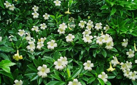 非洲茉莉的養護技巧-非洲茉莉是怎樣的？
