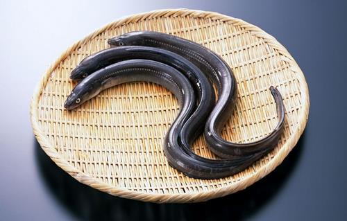 鰻魚的營養(yǎng)價(jià)值功效 如何健康食用鰻魚？