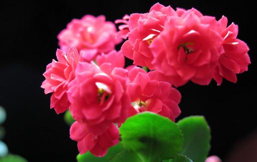 長壽花是什么？長壽花對家居環境的影響