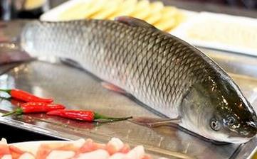 草魚(yú)_草魚(yú)的營(yíng)養(yǎng)價(jià)值,功效與作用,草魚(yú)怎么做好吃,草魚(yú)的做法大全