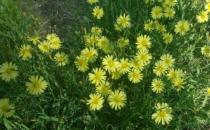 室內(nèi)養(yǎng)花的學(xué)問：植物清新你的家