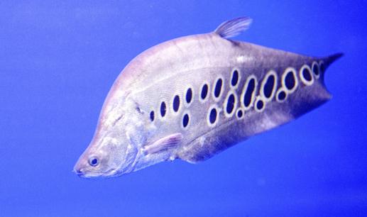 七星刀魚的風水學應用-七星刀魚的魚缸擺放位置