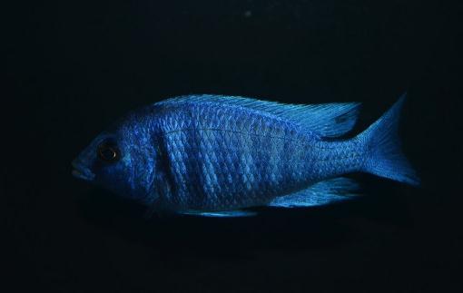 寶石魚(yú)的風(fēng)水學(xué)應(yīng)用-寶石魚(yú)的魚(yú)缸擺放位置