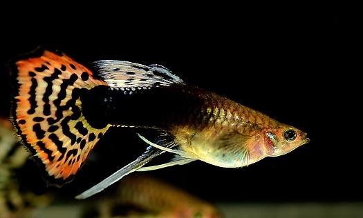 鳳尾魚有哪些風水學應用？鳳尾魚的魚缸如何擺放？
