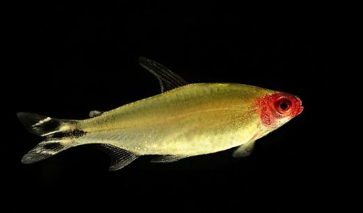 紅鼻剪刀怎么樣？紅鼻剪刀是什么魚？