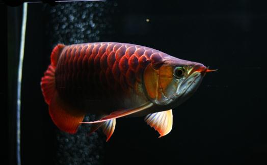 紅龍魚的如何養護？養紅龍魚好嗎？