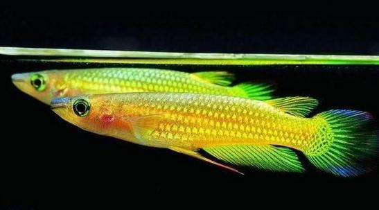 鳉魚的品種介紹-鳉魚怎么樣？