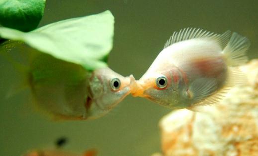 接吻魚怎么樣？接吻魚是什么？