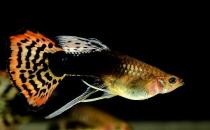 鳳尾魚有哪些風水學應用？鳳尾魚的魚缸如何擺放？