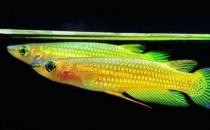 鳉魚的品種介紹-鳉魚怎么樣？