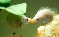 接吻魚怎么樣？接吻魚是什么？