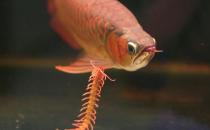 龍魚如何養(yǎng)護(hù)？龍魚是什么？