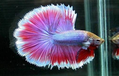 泰國斗魚的價格-泰國斗魚怎么養？