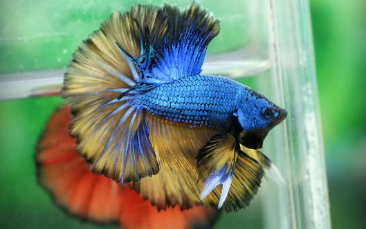 泰國(guó)斗魚的風(fēng)水學(xué)應(yīng)用-泰國(guó)斗魚的魚缸擺放位置