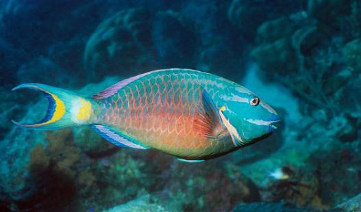 鸚哥魚的風水學應(yīng)用-鸚哥魚魚缸怎么擺放？