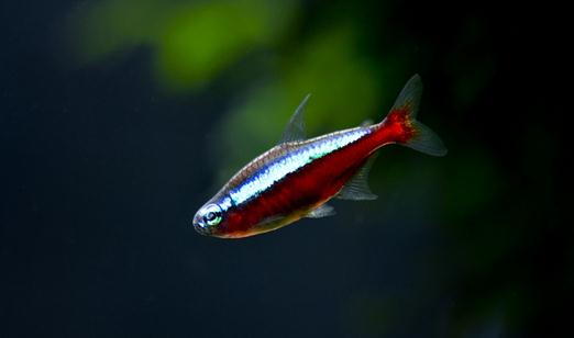 寶蓮燈魚的飼養(yǎng)環(huán)境-寶蓮燈魚如何繁殖？