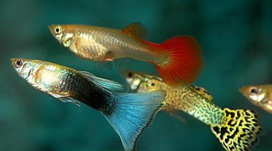 孔雀魚是什么？孔雀魚怎么養(yǎng)？