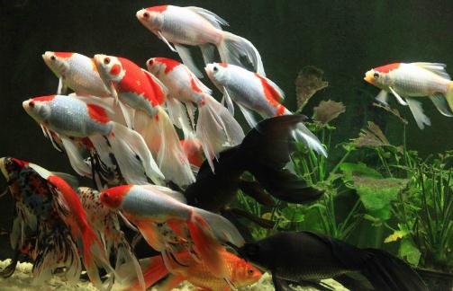 丹頂錦鯉的飼養環境要怎樣才好？