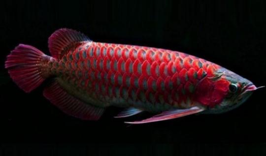 非洲龍魚怎么養(yǎng)？非洲龍魚的飼養(yǎng)環(huán)境