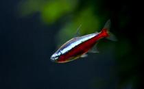 寶蓮燈魚的飼養(yǎng)環(huán)境-寶蓮燈魚如何繁殖？