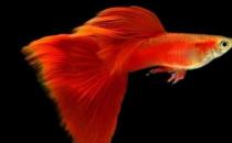 草尾孔雀魚怎么養(yǎng)？草尾孔雀魚的成長(zhǎng)繁殖