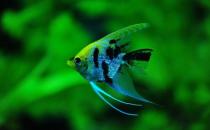 大神仙魚的飼養(yǎng)環(huán)境-大神仙魚如何繁殖？