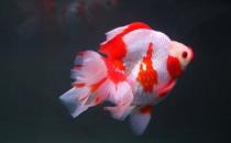 短尾琉金魚怎么養(yǎng)？短尾琉金魚的品種有哪些？
