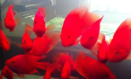 紅元寶魚的壽命-紅元寶魚怎么養(yǎng)？