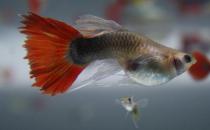 紅尾禮服孔雀魚怎么養(yǎng)？紅尾禮服孔雀魚飼養(yǎng)環(huán)境