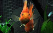 紅元寶魚(yú)是什么？紅元寶魚(yú)價(jià)格