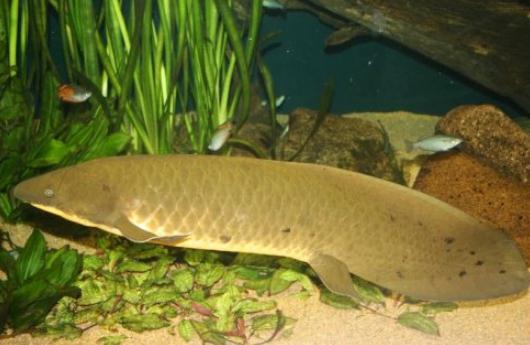 澳洲肺魚(yú)的簡(jiǎn)介-澳洲肺魚(yú)的特征