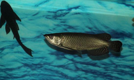 澳洲星點(diǎn)龍魚怎么養(yǎng)？澳洲星點(diǎn)龍魚的生存環(huán)境