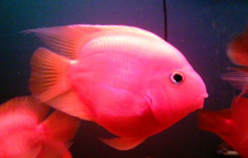 金剛鸚鵡魚怎么養(yǎng)？金剛鸚鵡魚的壽命