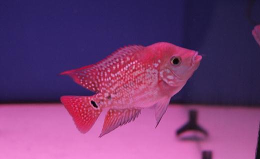 金花羅漢魚怎么養？金花羅漢魚的壽命