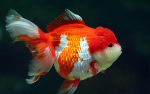 獅子頭金魚是什么？獅子頭金魚如何挑選？