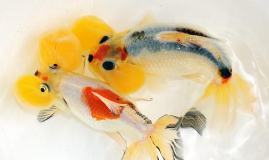 水泡金魚有什么種類？水泡金魚的特征