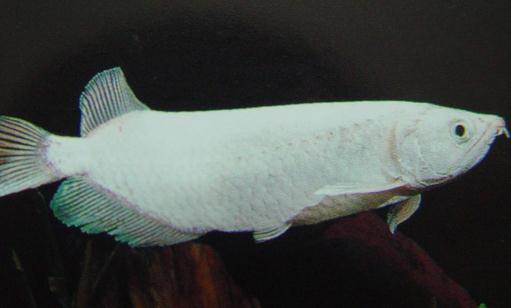 星點龍魚吃什么？星點龍魚怎么養(yǎng)？