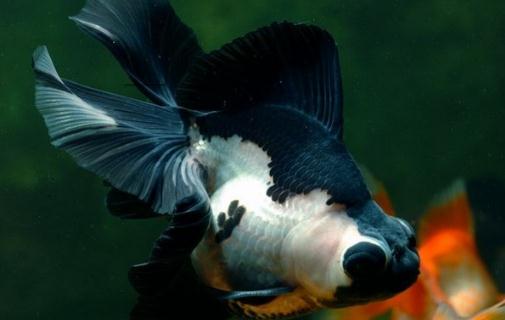 熊貓蝶尾金魚的簡介-熊貓蝶尾金魚飼養環境