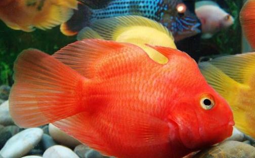 血鸚鵡魚(yú)怎么養(yǎng)？血鸚鵡魚(yú)的養(yǎng)殖環(huán)境