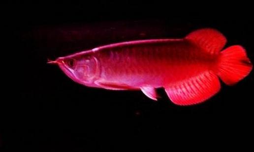 印尼辣椒紅龍魚怎么養？印尼辣椒紅龍魚特征