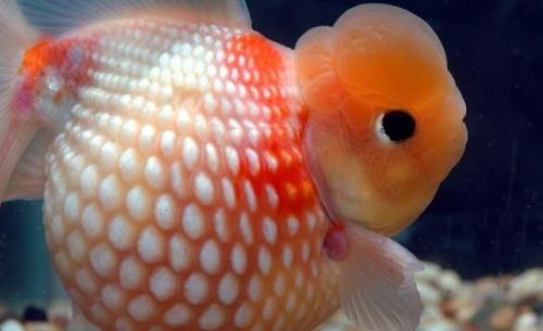 珍珠金魚(yú)的簡(jiǎn)介-珍珠金魚(yú)如何繁殖？