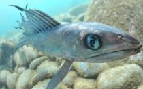 深海龍魚的簡介-深海龍魚吃什么食物？
