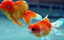 水泡金魚怎么養(yǎng)？水泡金魚的飼養(yǎng)方法