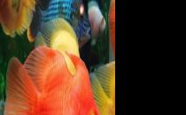 血鸚鵡魚怎么養？血鸚鵡魚的養殖環境