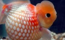 珍珠金魚的簡介-珍珠金魚如何繁殖？