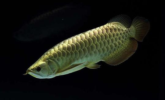 背金龍魚怎么養(yǎng)？背金龍魚的飼養(yǎng)環(huán)境