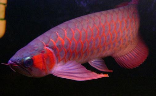 帝王辣椒紅龍魚的簡介-帝王辣椒紅龍魚的價(jià)格