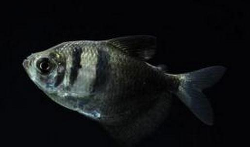 黑裙魚怎么養？黑裙魚的常見病